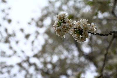 Close-up of cherry blossoms on tree