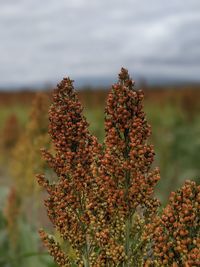 Close-up of flowering plant on field against sky