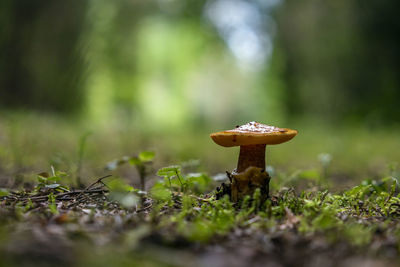 Close-up of mushroom growing on field