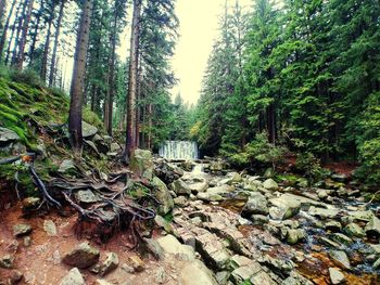 Trees growing in forest