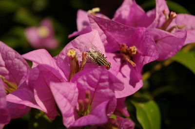 Close-up of bee on pink flowers