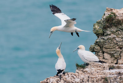 Two gannets looking at a flying gannet