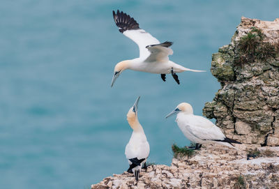 Seagulls on rock