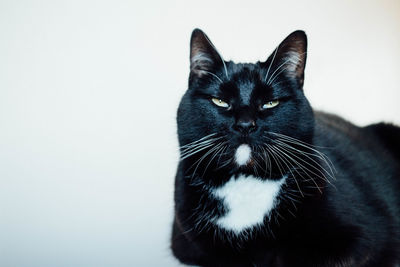 Close-up of black cat lying against white background