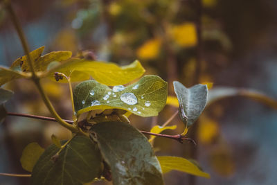 Close-up of wet yellow leaves