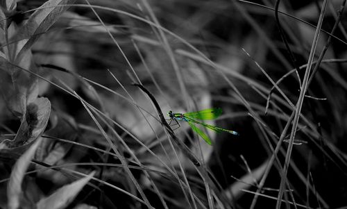 Close-up of insect on grass