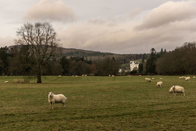 Sheep grazing on field against sky