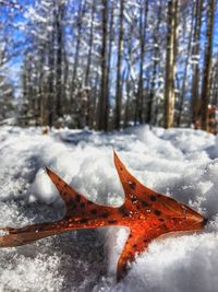 Close-up of snow on tree during winter