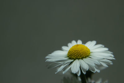 Close-up of white daisy flower against black background