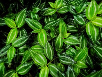 Full frame shot of green leaves