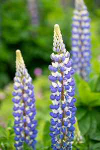 Close-up of purple flowering plants in park