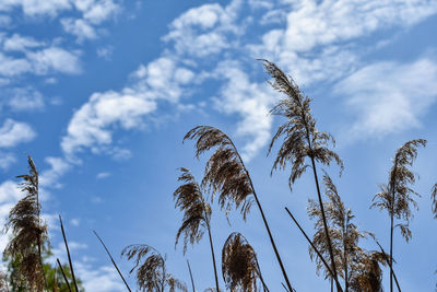 Low angle view of plants against sky