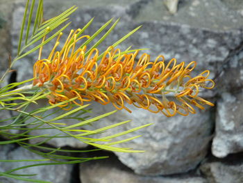 Close-up of flower blooming outdoors