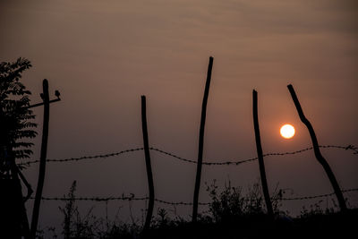 Silhouette plants against sky during sunset