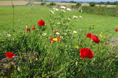 Red poppy flowers blooming in field