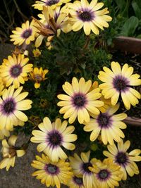 High angle view of flowers