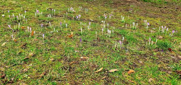 High angle view of flowering plants on field