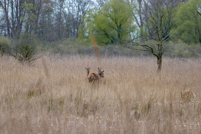 View of animals in forest