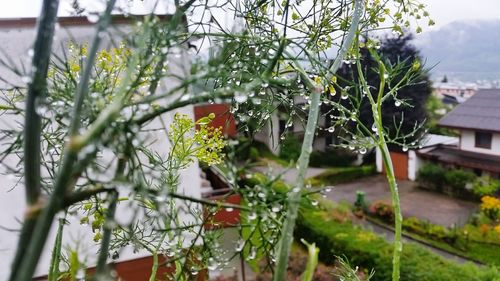 Close-up of flowering plant against building