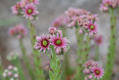 Close-up of pink flowering plant