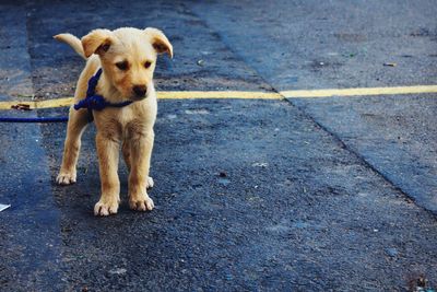 Dog lying on ground