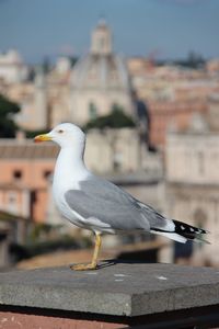 Seagull perching on railing