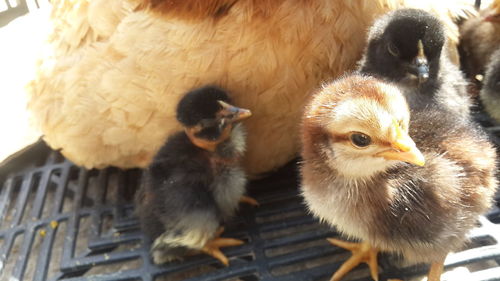 Close-up of young birds