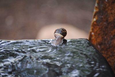 Close-up of snail in water