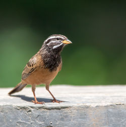 Close-up of bird perching on retaining wall