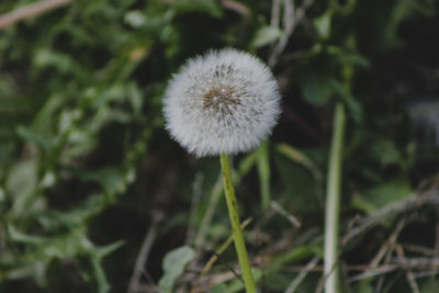 Close-up of dandelion on field