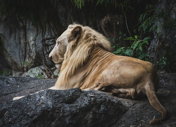 Side view of a cat on rock