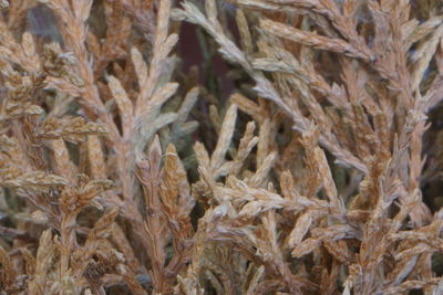 Full frame shot of wheat