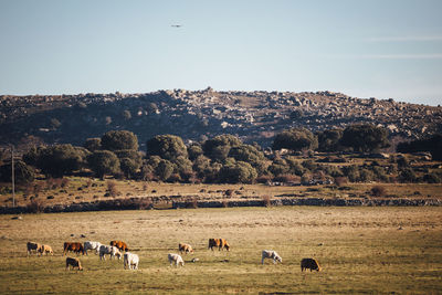 Sheep grazing on field