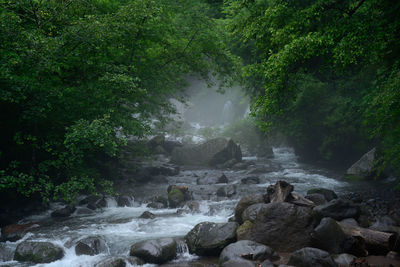 Scenic view of waterfall in forest