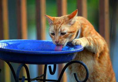 Close-up of cat drinking water 