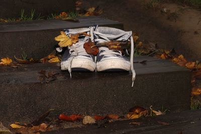 Autumn leaves