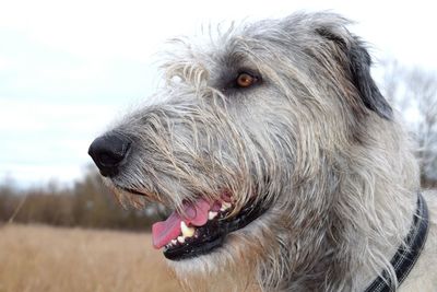 Close-up of dog against sky