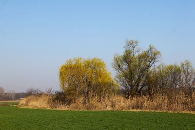 Trees on field against clear sky