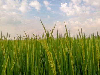 Close-up of young rice plants in a field against the sky.