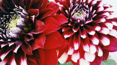 Close-up of red dahlia blooming outdoors