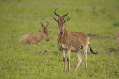 Deer standing on field