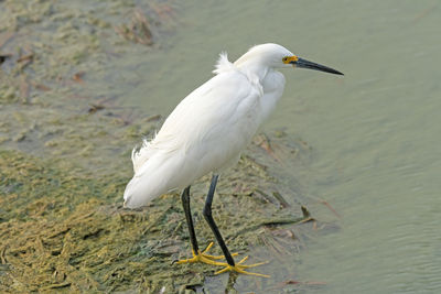 A snowy egret in wetland pond in the port aransas birding center in texas