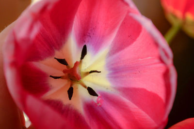 Close-up of red flower