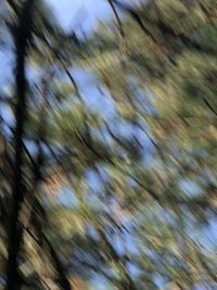 Full frame shot of blurred trees