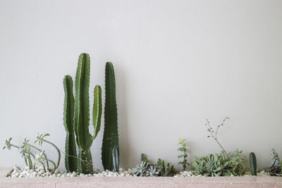 Plants growing against white background