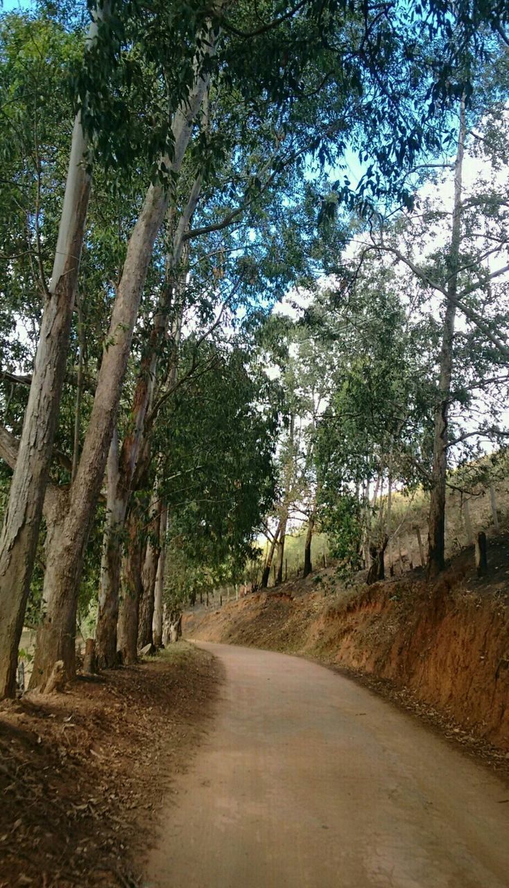 the way forward, tree, diminishing perspective, road, vanishing point, tranquility, dirt road, transportation, tranquil scene, empty road, country road, nature, treelined, growth, long, empty, footpath, beauty in nature, day, tree trunk