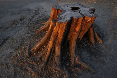 High angle view of tree trunk on field