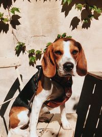 High angle portrait of a dog