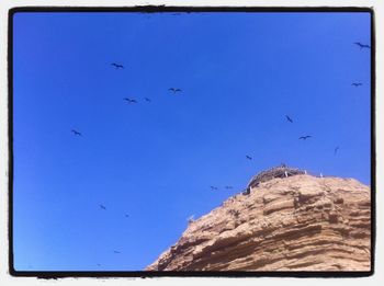 Low angle view of birds against clear blue sky