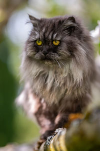 Close-up portrait of a cat